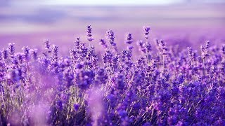 Purple Flowers Beautiful Harp Music For Deep Sleep [upl. by Yasdnil]