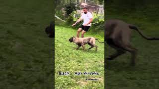 Presa Canario top female puppy [upl. by Eivla49]