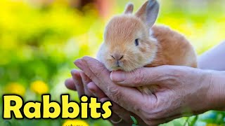 Beginners Guide to Care for a Pet Rabbit [upl. by Neyuq]