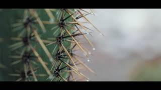 Peter McKinnon BRoll Challenge  Rainy Day [upl. by Atsocal489]