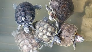 Red Ear Slider Turtles [upl. by Gridley]