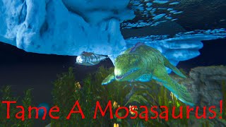 Ark Survival Ascended Easiest Way To Trap And Tame A Mosasaurus [upl. by Yblocaj]