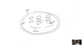 Photosynthesis and Light dependent reaction presentation [upl. by Temp]