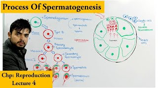 Spermatogenesis  How sperm cells are produced [upl. by Stanhope]