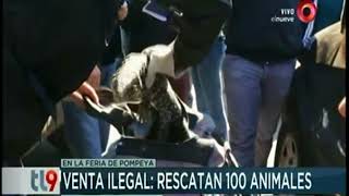 Rescatan 100 animales de la Feria de Pompeya [upl. by Reppep643]