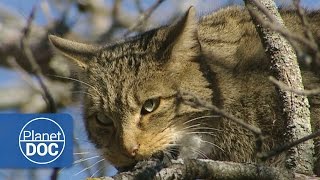 Gato Montés Documental HD [upl. by Retloc185]