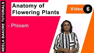 Anatomy of Flowering Plants  NEET  Phloem  Neela Bakore Tutorials [upl. by Arhaz385]