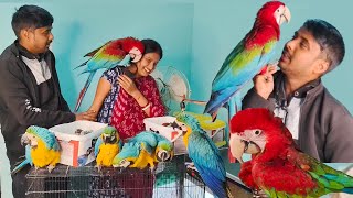 Most Beautiful And Colorful Birds Parrots In The World The Green wing Macaw [upl. by Itsa875]