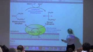 Lipid Metabolism Fat Transport in the Body [upl. by Beryle]