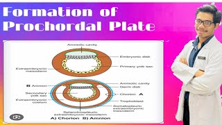 Formation of Prechordal Plate Formation of Amnion and Chorion [upl. by Muslim]