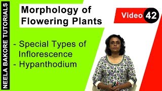 Morphology of Flowering Plants  NEET  Special Types of Inflorescence  Hypanthodium  Neela Bakore [upl. by Nniw721]