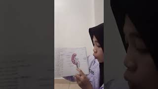 PART 1 SISTEM EKSKRESI Anatomi amp Fisiologi Organ Ginjal [upl. by Enairb209]