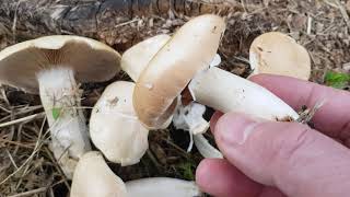 Pholiote Du Peuplier  Champignon Comestible Médicinal  Poplar Pholiota Edible Medicinal Mushroom [upl. by Beutner]