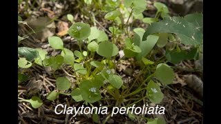 Species profile Claytonia perfoliata Miners Lettuce [upl. by Heidy]