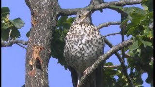 Grive draine  Mistle Trush  Misteldrossel  Turdus viscivorus [upl. by Terencio961]