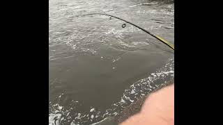 Disrespecting the Fish fishing fish spillway dam wisconsin mississippiriver whitebass [upl. by Gerc]