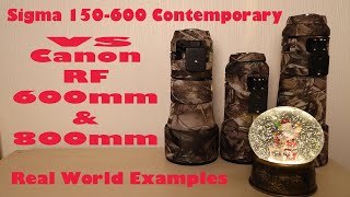 Canon RF 600mm amp 800mm vs Sigma 150600 real world image quality test [upl. by Acirtal]