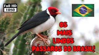 As 10 AVES com CANTOS MAIS BONITOS DO BRASIL  Pássaros brasileiros com cantos maravilhosos HD [upl. by Sathrum]