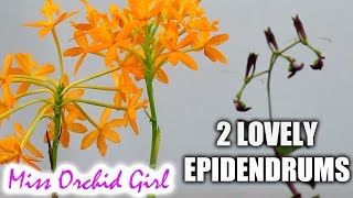 2 Epidendrum Orchids with very different flowers  radicans amp melanoporphyreum [upl. by Giorgi]