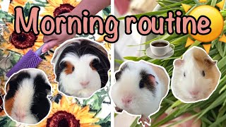 Morning routine 2021 with my guinea pigs [upl. by Bugbee]