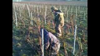 Taille de la vigne en Champagne  taille chablis  Champagne Marc chauvet [upl. by Judah280]