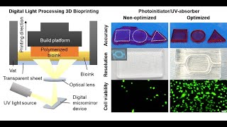 Combinations of photoinitiators and UV absorber for cellbased DLP bioprinting [upl. by Kilk734]