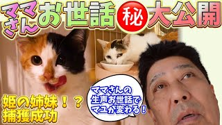 猫たちの心を開くママさんのご飯の時間。新たな捕獲と“肝っ玉お母さん”の謎も！ [upl. by Nallac]