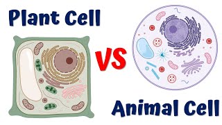 How plant cells are different from animal cells  Plant Cell vs Animal Cell [upl. by Meggie]