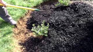 planting holly bushes [upl. by Spanos]