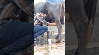 Randeep Malik dairy farm newpunjabisong shortfeed short tranding [upl. by Reilly845]