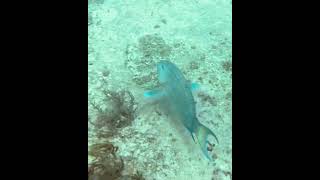 Stoplight Parrotfish parrotfish underwater pezloro stoplightparrotfish pezlorosemaforo [upl. by Einnor789]