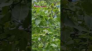 Walnut tree in NZ yt food travel walnut tree dryfruits mountains nz fruit ytshort [upl. by Cirone]