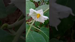 Kitchengardenyoutubeshorts viralvideo [upl. by Mahan]