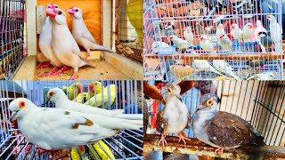 white Java Fon Java Dimand Dove pied Dove Update Lahore Sunday Birds Market Shalimar Birds Bazar [upl. by Nawad286]