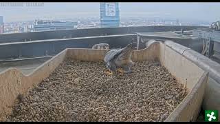 Milaan peregrines bonding 19102024 [upl. by Kaleb]