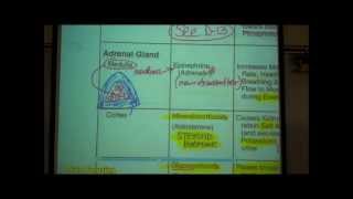 ANATOMY ENDOCRINE SYSTEM by Professor Fink [upl. by Misha568]