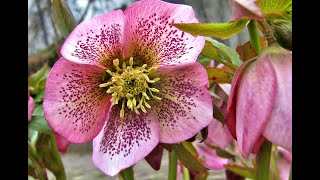 Plant Review Lenten Rose Helleborus hybrids [upl. by Codie944]