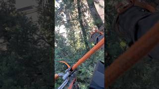 Inspecting a steel cable in a large codominant Douglas Fir tree nature outdooractivity cable [upl. by Akcirehs189]