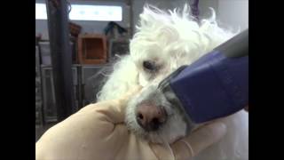 How to Shave a Poodle Face starring quotLuckyquot [upl. by Meriel]