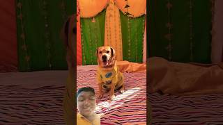 Leo ki haldi hai comedy funny love dog dog doglover ajjubhaifunny minivlog funnycomedy [upl. by Soloma]