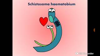 Schistosoma haematobium Blood Fluke  Urinary SchistosomiasisBilharziasis البلهارسيا [upl. by Olivier]