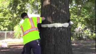 Preventing cankerworms How to band a tree [upl. by Massingill]