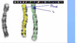 Karyotypes amp Homologous Chromosomes [upl. by Omora]