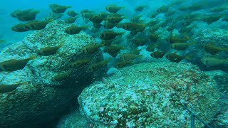 Spearfishing Super Clear Winter Waters on the South Coast Ulladulla  catch and cook blue morwong [upl. by Nored]