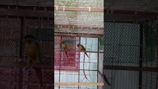 Yellowsided green cheek conure conure [upl. by Gauntlett327]