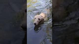 Bedlington Whippets swimming in the river [upl. by Rosalba792]