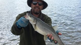 The Fish Were Biting Today Northern Pikeminnow [upl. by Ocnarfnaig26]