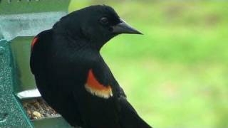 Redwinged Blackbird  HD Minidocumentary [upl. by Semyaj]