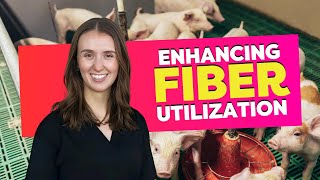 Hannah Miller Corn CoProducts in Swine Diets [upl. by Evoy]