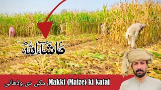 quot Why Traditional HandHarvesting of Maize in a Rural Settingquot maizecrop maizefarmingvlog 32 [upl. by Neesay373]